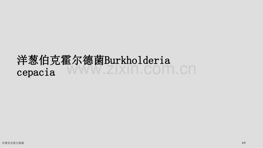 洋葱伯克霍尔德菌.pptx_第1页