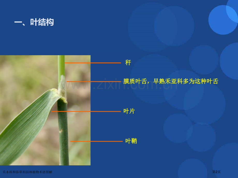 禾本科和莎草科园林植物术语图解.pptx_第2页