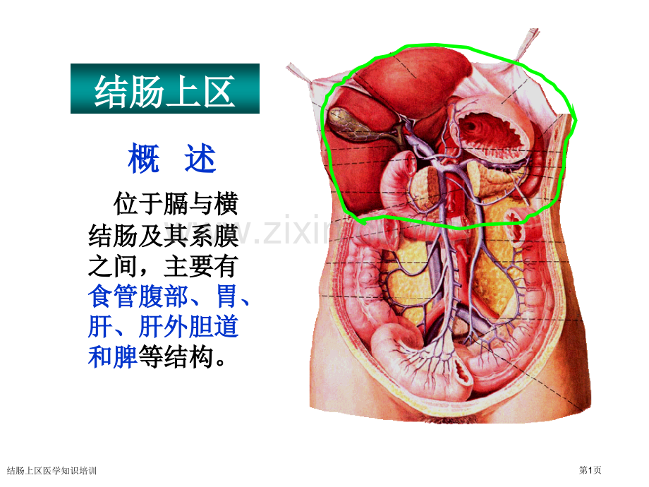 结肠上区医学知识培训专家讲座.pptx_第1页