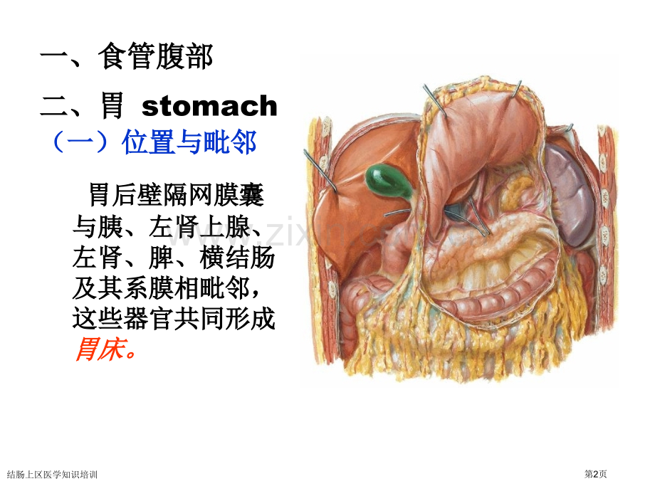 结肠上区医学知识培训专家讲座.pptx_第2页