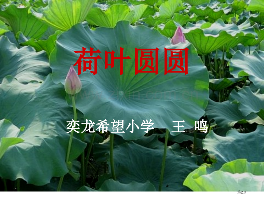 荷叶圆圆一课时市公开课金奖市赛课一等奖课件.pptx_第2页