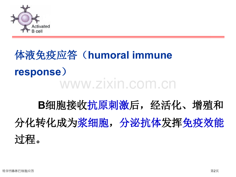 特异性B淋巴细胞应答专家讲座.pptx_第2页