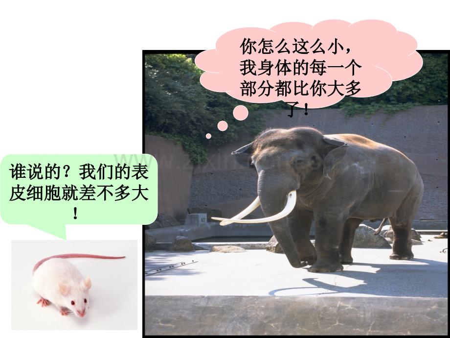 61细胞的增殖好动画.pptx_第2页