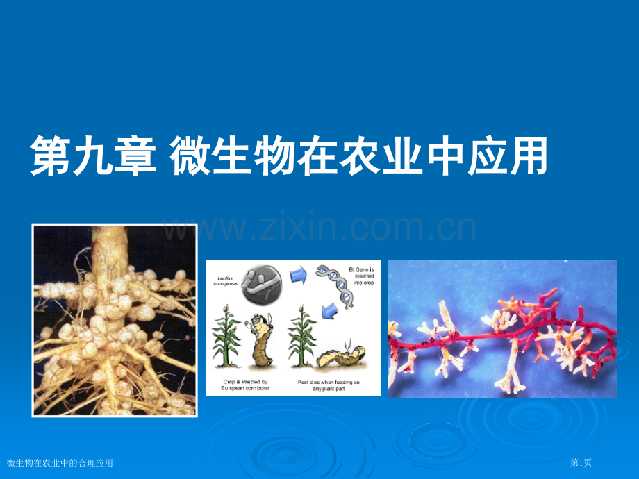 微生物在农业中的合理应用专家讲座.pptx_第1页