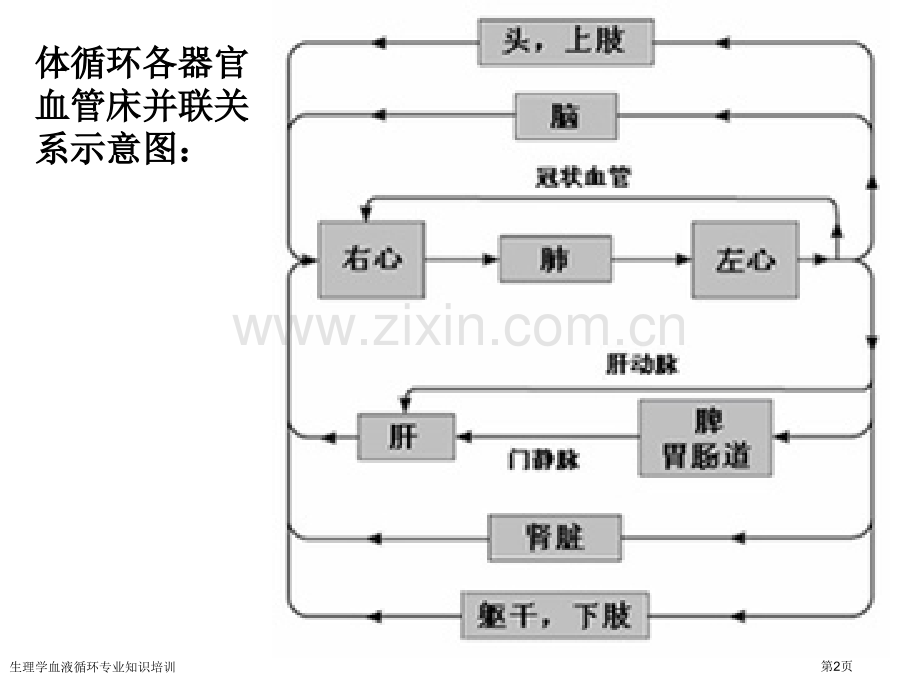 生理学血液循环专业知识培训专家讲座.pptx_第2页