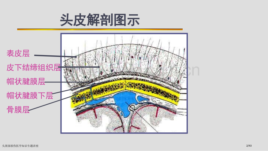 头颈部损伤医学知识专题讲座.pptx_第2页
