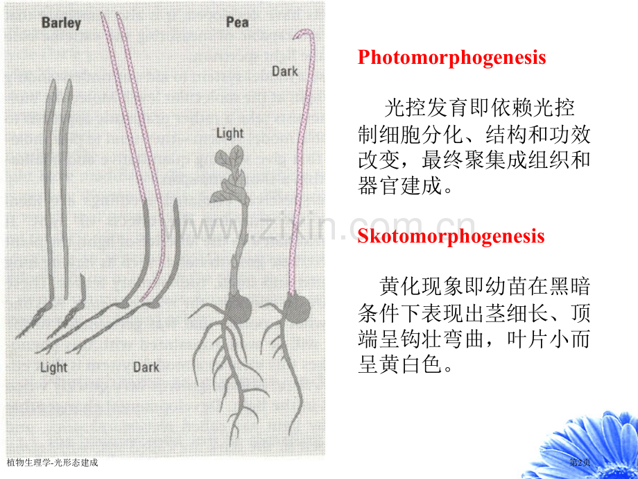 植物生理学-光形态建成专家讲座.pptx_第2页