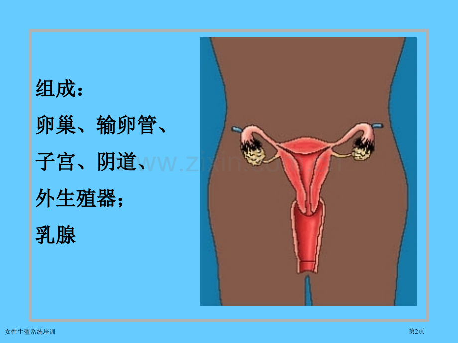 女性生殖系统培训专家讲座.pptx_第2页