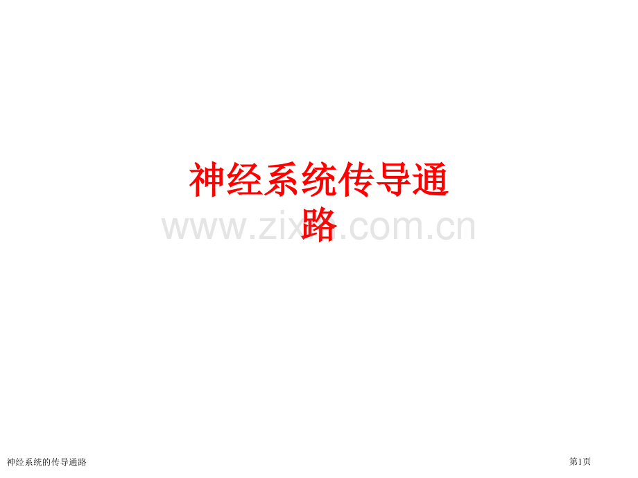 神经系统的传导通路.pptx_第1页
