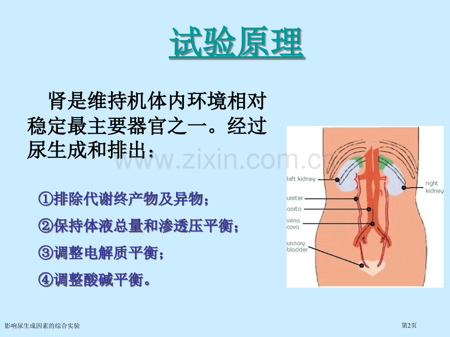 影响尿生成因素的综合实验专家讲座.pptx_第2页