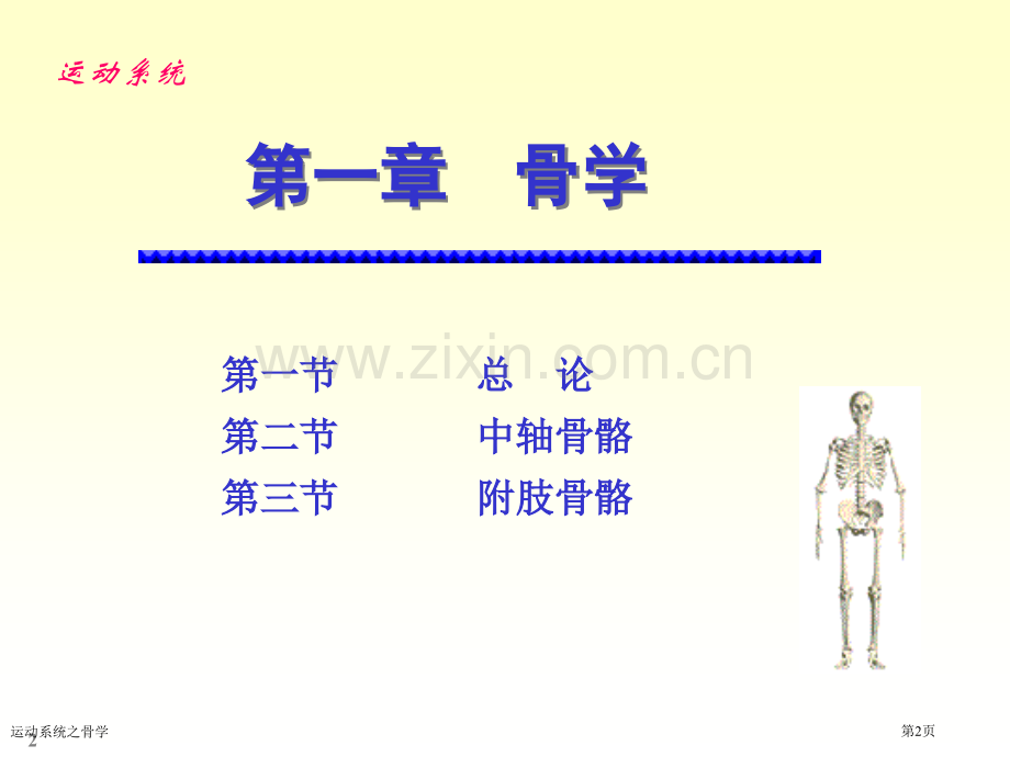运动系统之骨学专家讲座.pptx_第2页