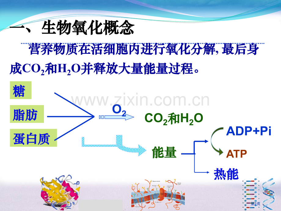 生物氧化中水的生成市公开课金奖市赛课一等奖课件.pptx_第2页
