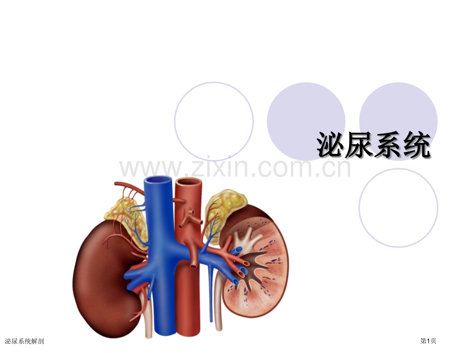 泌尿系统解剖.pptx_第1页