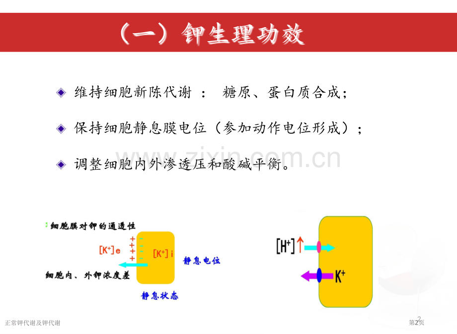 正常钾代谢及钾代谢.pptx_第2页