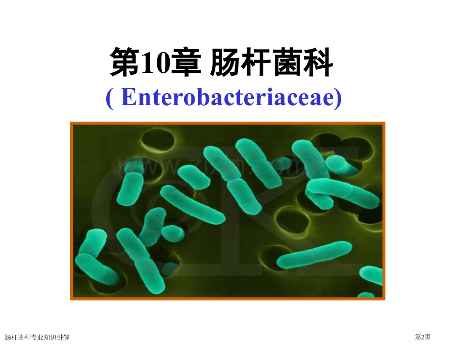 肠杆菌科专业知识讲解专家讲座.pptx_第2页