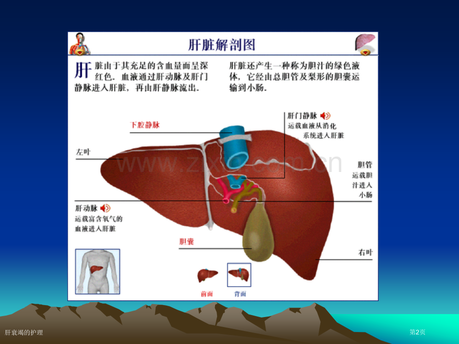 肝衰竭的护理.pptx_第2页