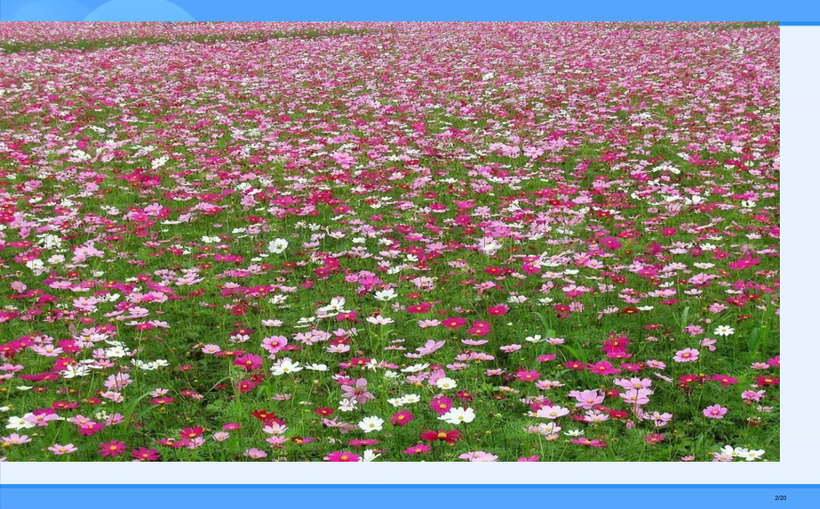 四年级下册20.花的勇气市名师优质课赛课一等奖市公开课获奖课件.pptx_第2页