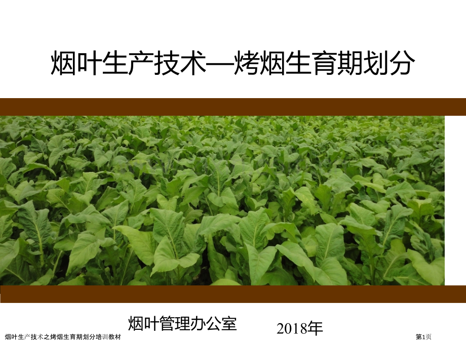 烟叶生产技术之烤烟生育期划分培训教材.pptx_第1页