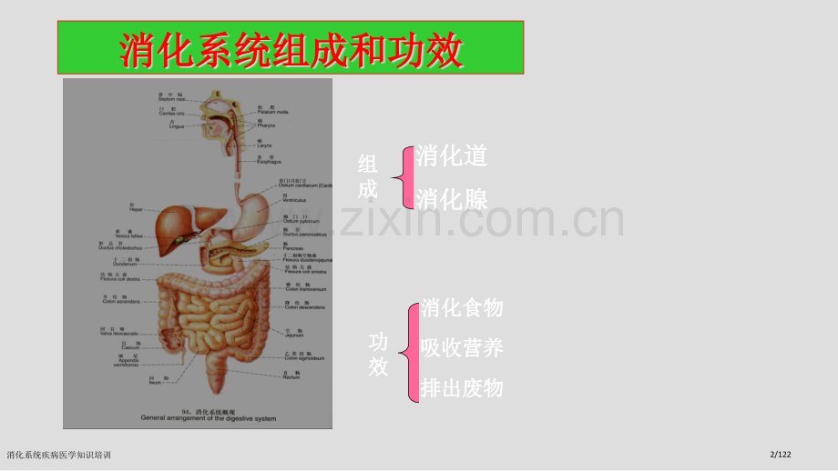 消化系统疾病医学知识培训.pptx_第2页