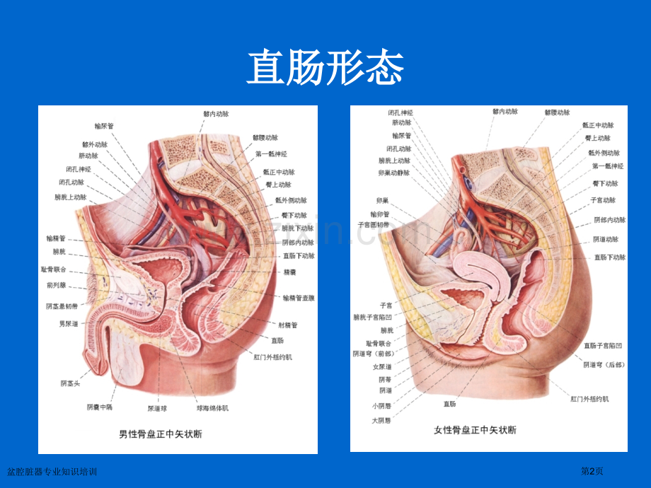 盆腔脏器专业知识培训专家讲座.pptx_第2页