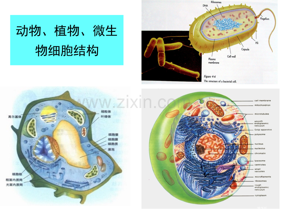 王镜岩生化生物膜的组成与结构市公开课金奖市赛课一等奖课件.pptx_第2页