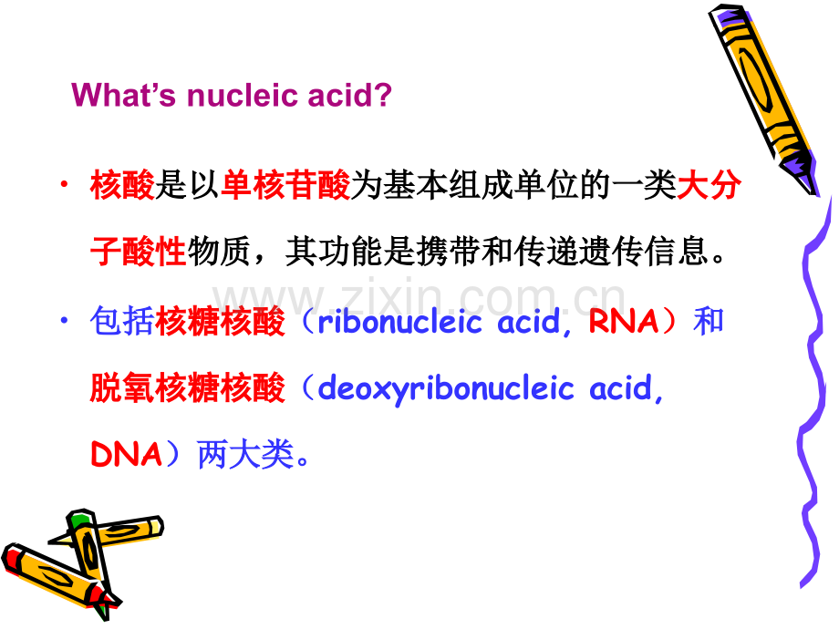 02NucleicAcids.pptx_第2页