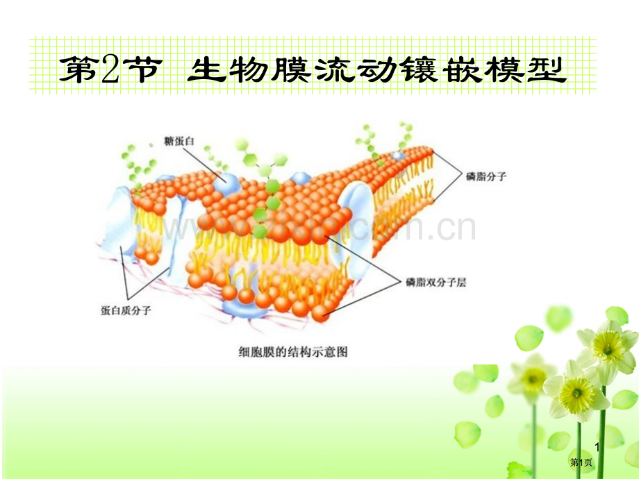 生物膜流动镶嵌模型(2)市公开课金奖市赛课一等奖课件.pptx_第1页
