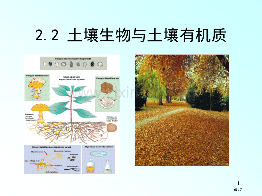 土壤生物和土壤有机质公开课一等奖优质课大赛微课获奖课件.pptx_第1页