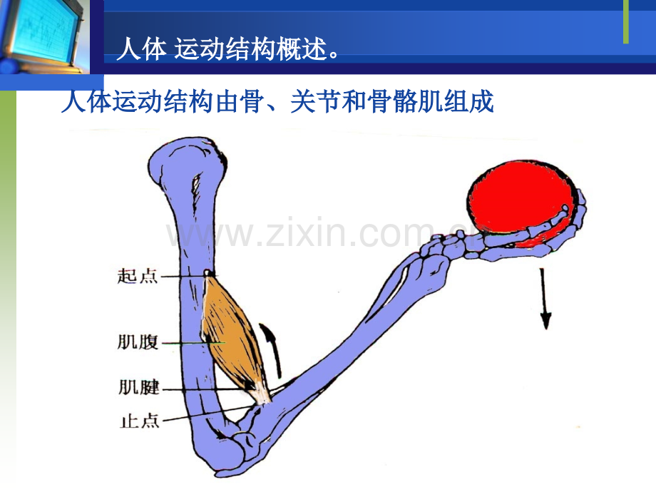 -人体运动结构概述.pptx_第1页