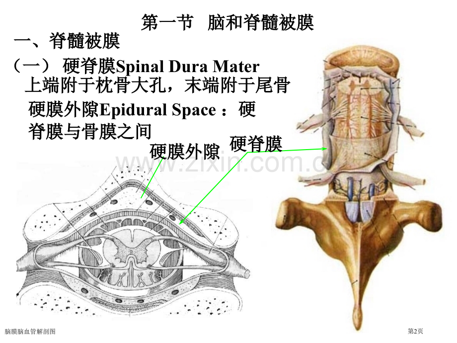 脑膜脑血管解剖图专家讲座.pptx_第2页
