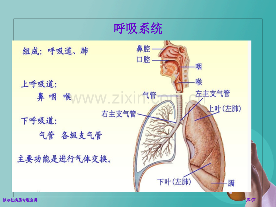 镇咳祛痰药专题宣讲.pptx_第2页
