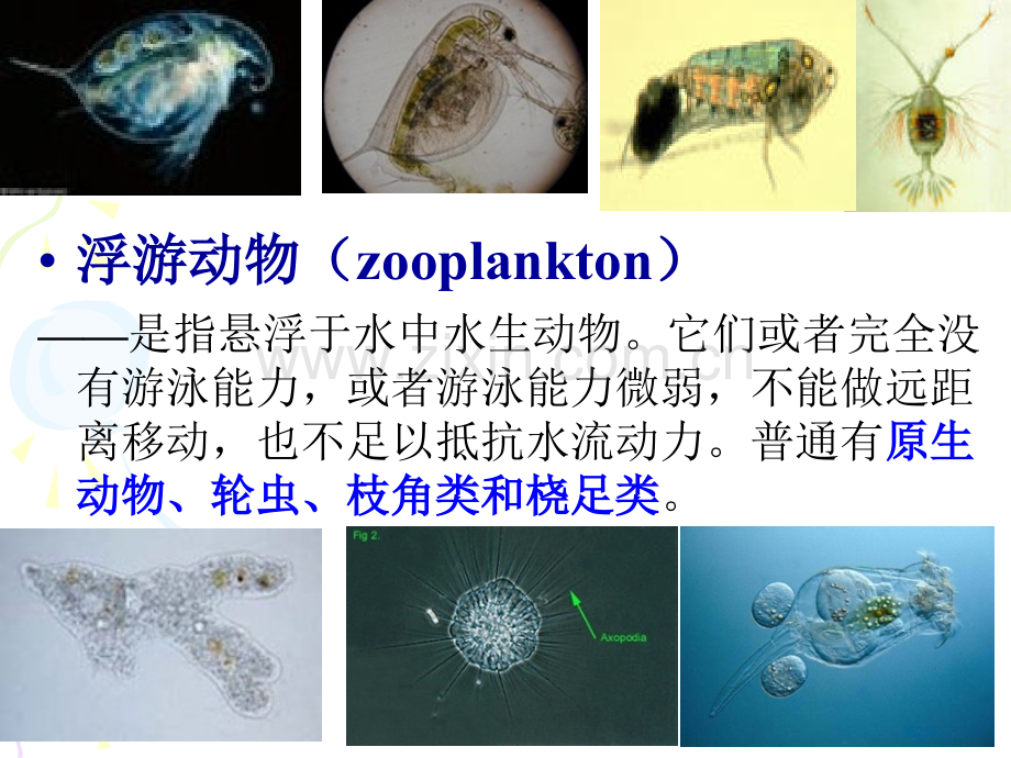 水生生物学-原生动物公开课一等奖优质课大赛微课获奖课件.pptx_第2页