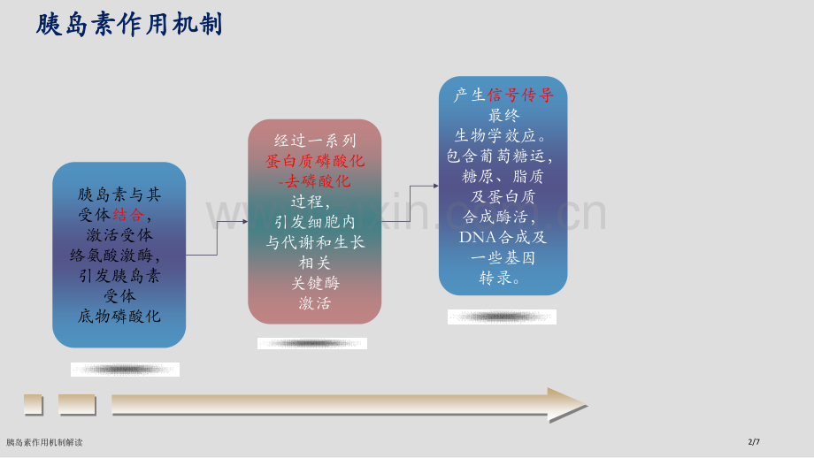 胰岛素作用机制解读.pptx_第2页