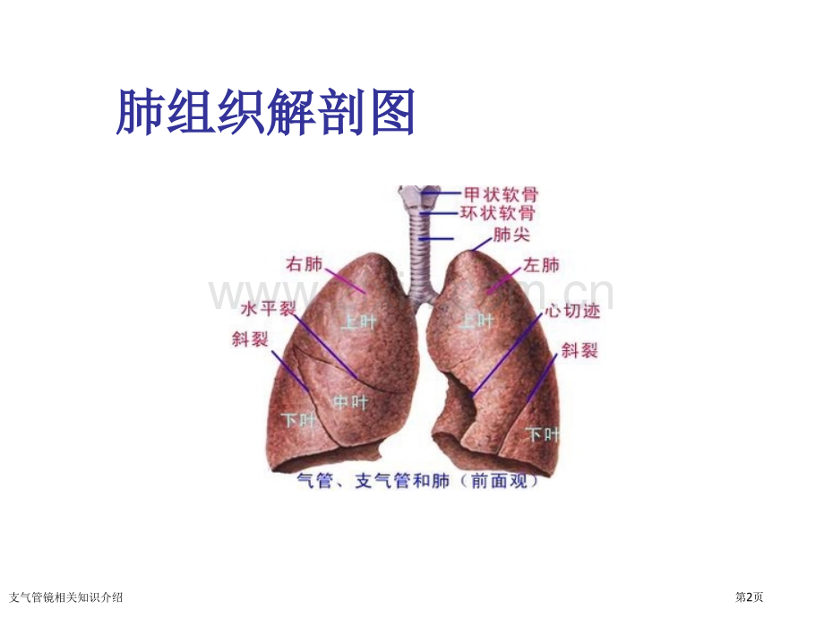 支气管镜相关知识介绍专家讲座.pptx_第2页