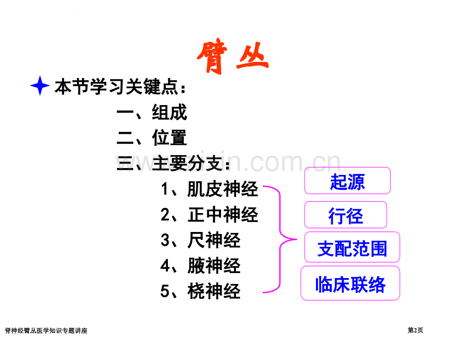 脊神经臂丛医学知识专题讲座专家讲座.pptx_第2页