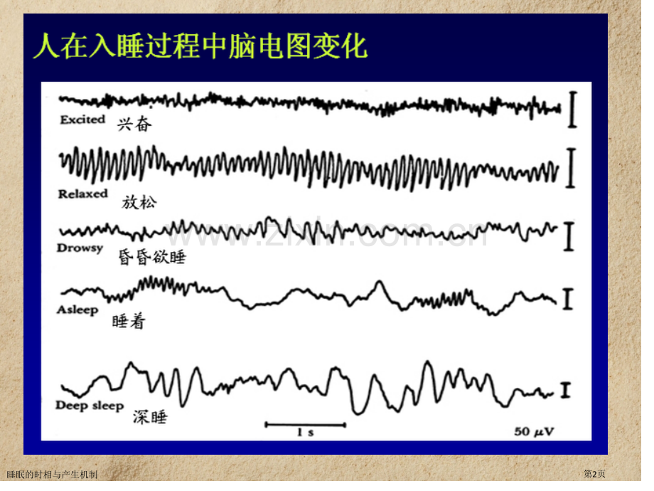 睡眠的时相与产生机制.pptx_第2页