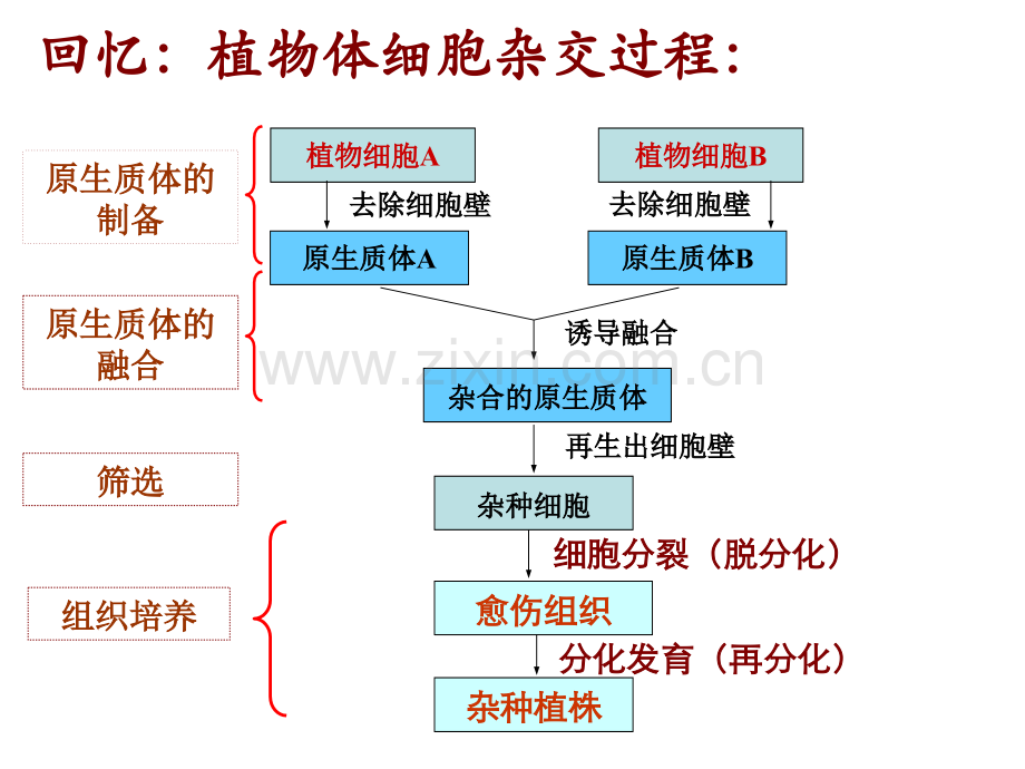 2014人教版高中生物选修三专题二222动物细胞融合与单克隆抗体38张.pptx_第2页