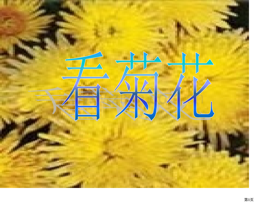 苏教版一年级上册看菊花课件1市公开课金奖市赛课一等奖课件.pptx_第1页
