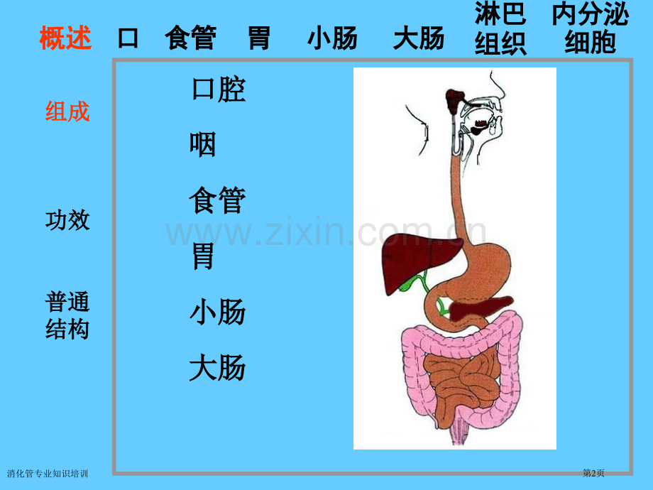 消化管专业知识培训专家讲座.pptx_第2页
