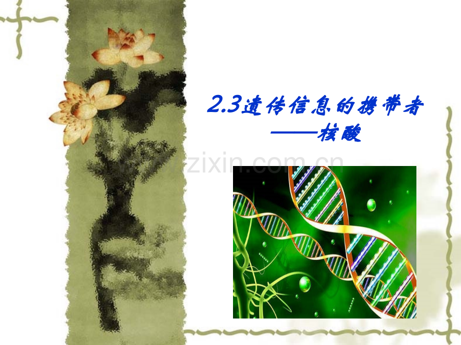 23遗传信息的携带者——核酸优质课.pptx_第1页