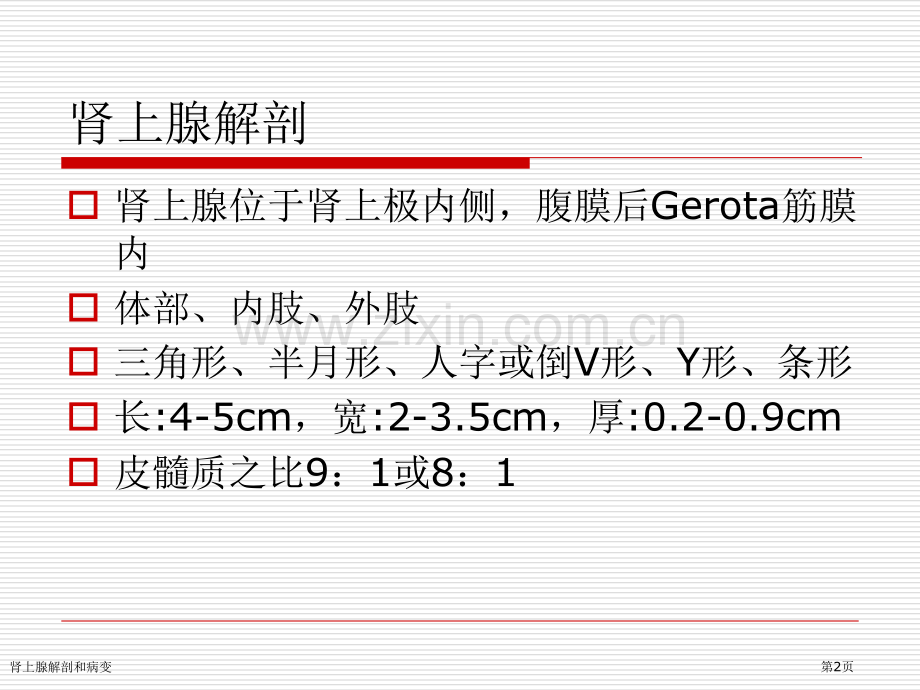 肾上腺解剖和病变.pptx_第2页