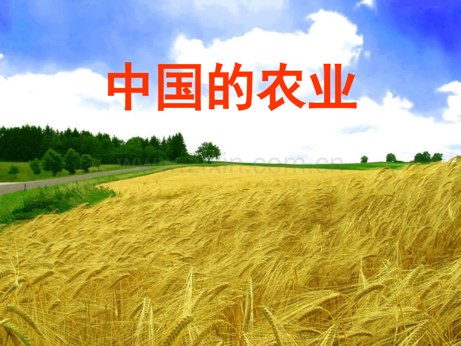 中国的农业张.pptx_第1页