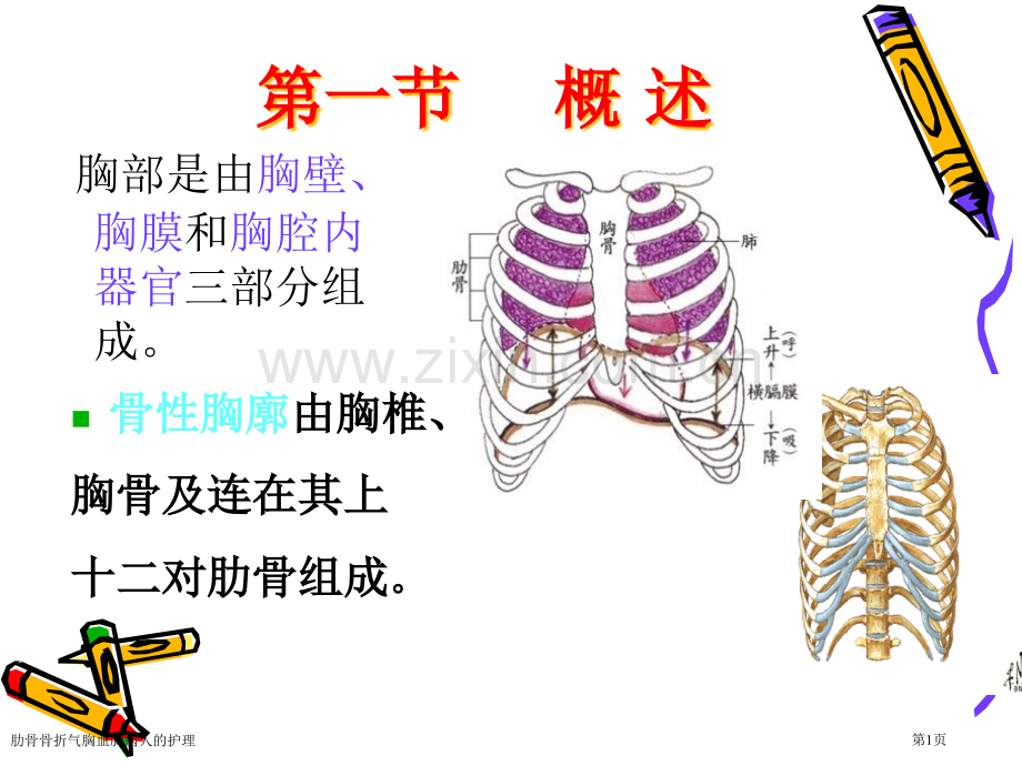 肋骨骨折气胸血胸病人的护理专家讲座.pptx_第1页
