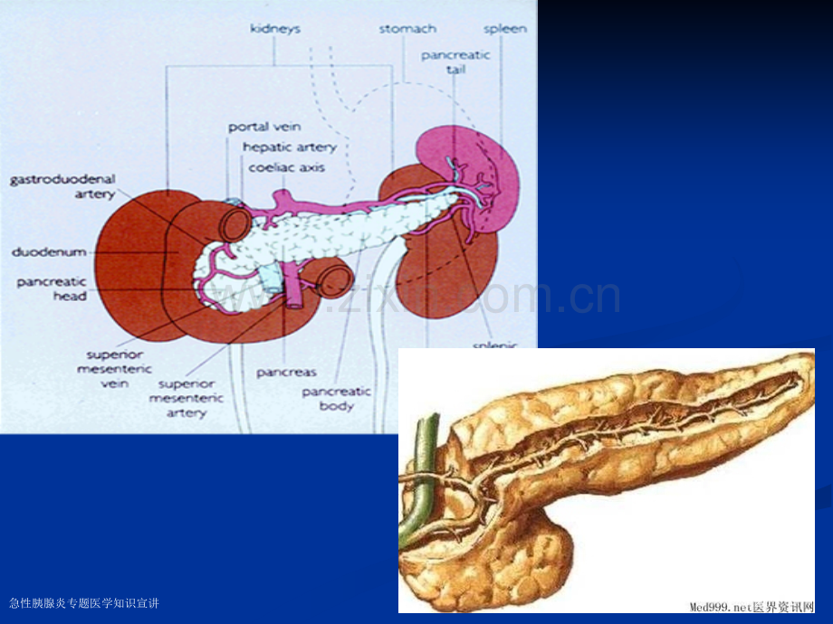 急性胰腺炎专题医学知识宣讲.pptx_第2页