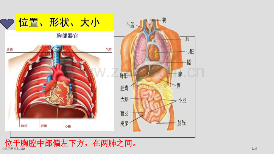 心脏的结构和功能.pptx_第2页
