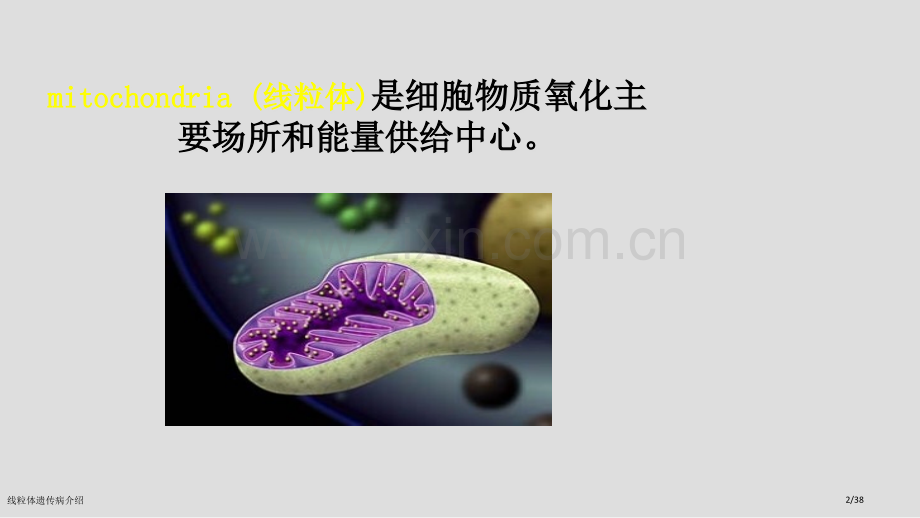 线粒体遗传病介绍.pptx_第2页