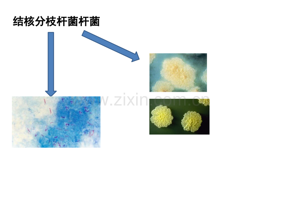 2015细菌的遗传和变异.pptx_第2页