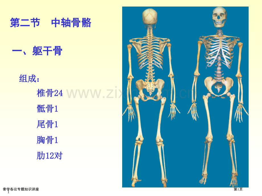 骨学各论专题知识讲座.pptx_第1页