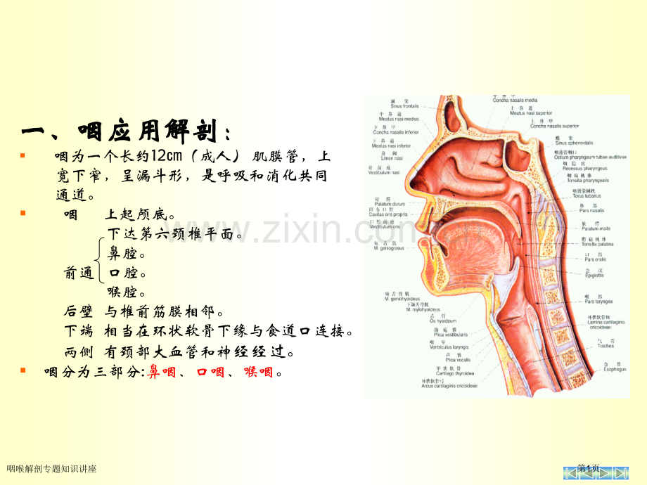 咽喉解剖专题知识讲座专家讲座.pptx_第1页