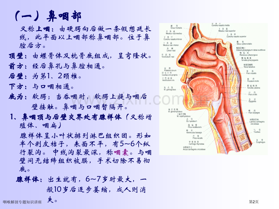 咽喉解剖专题知识讲座专家讲座.pptx_第2页